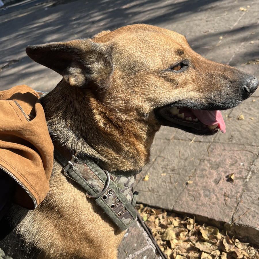  | Raza Mestizo, cruza de Pastor Belga Malinois con Pastor Alemán | Encontrado