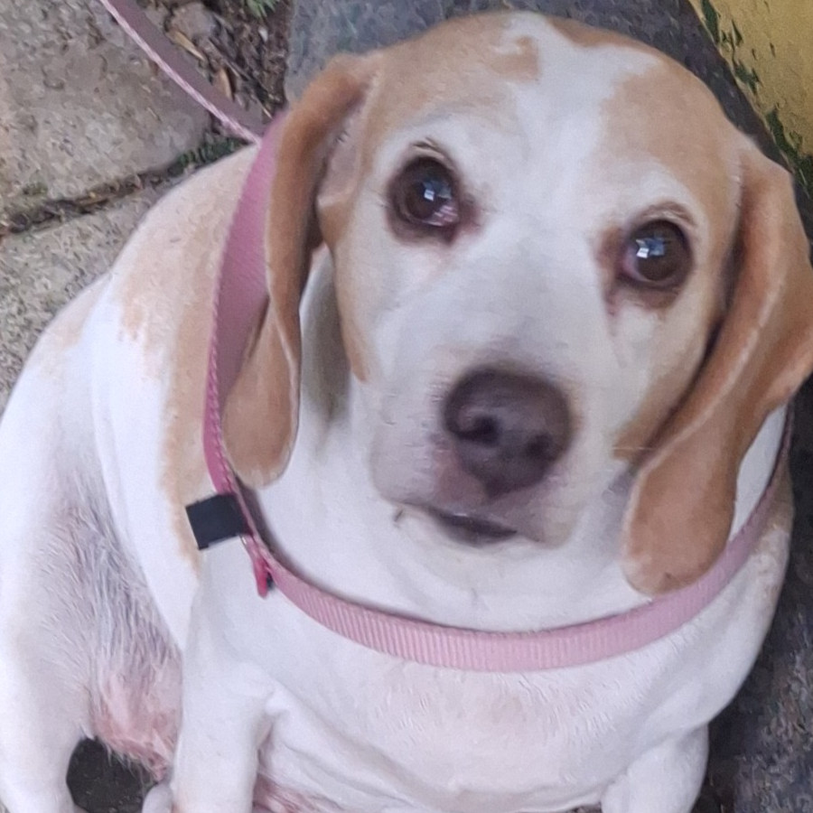  | Raza Beagle | Final Feliz
