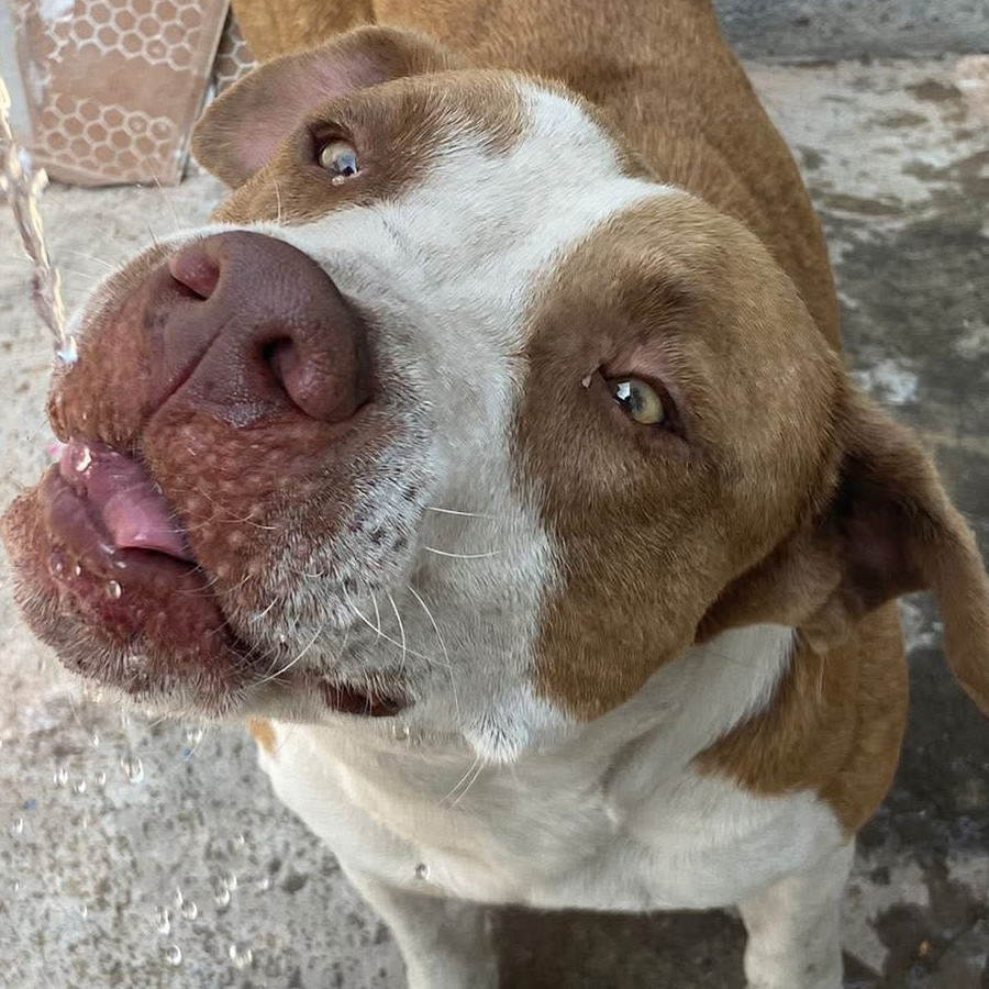 KONAN | Raza American Pitbull Terrier | Perdido