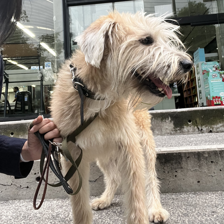  | Raza Mestizo | Encontrado