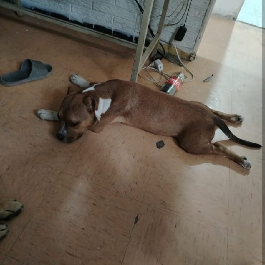 SHAK | Raza American Staffordshire Terrier | Final Feliz