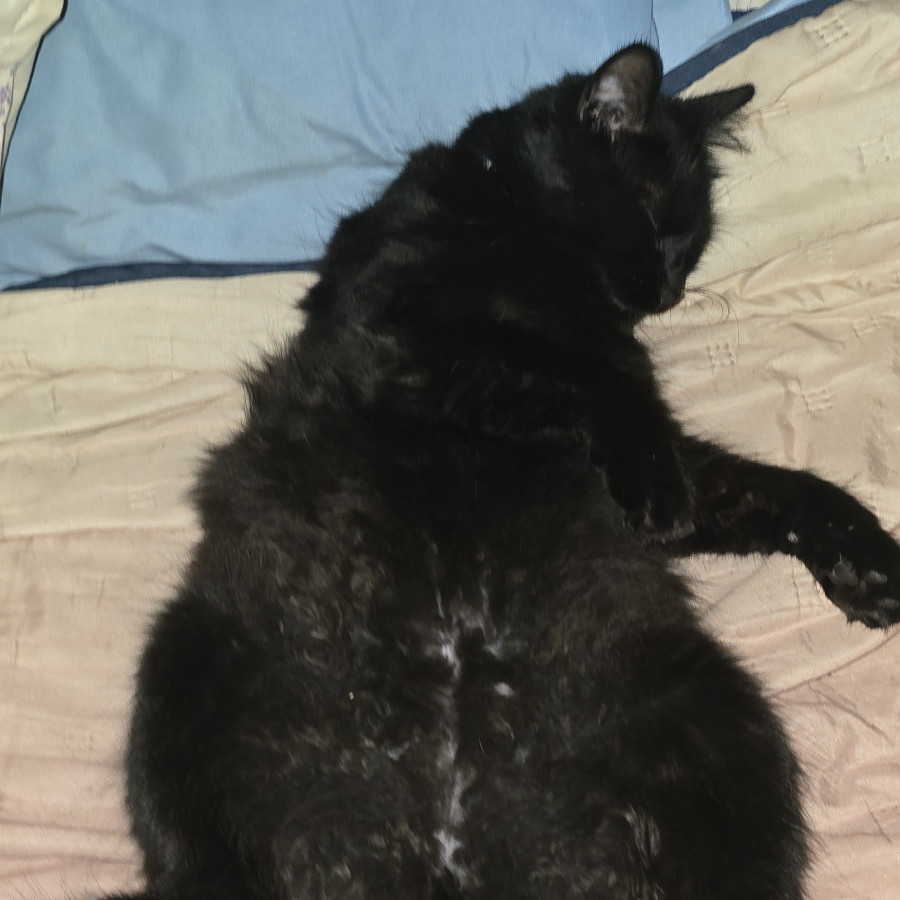 BENITA | Raza Angora Turco Negro | Perdida