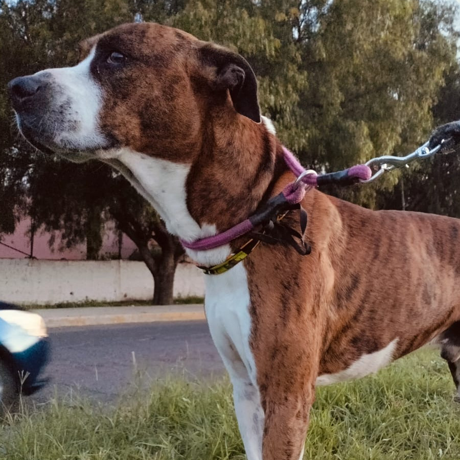 TIMOTEO | Raza Mestizo,  cruza de American Pitbull Terrier con Bóxer | En Adopción