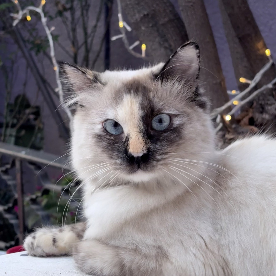 BELLATRIX O BELLA | Raza Balinés punto Calicó | Perdida