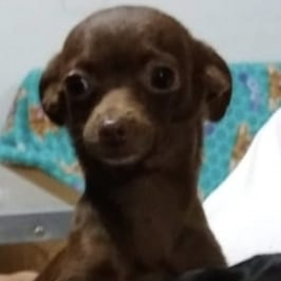 CHOCO | Raza Chihuahua | Perdida