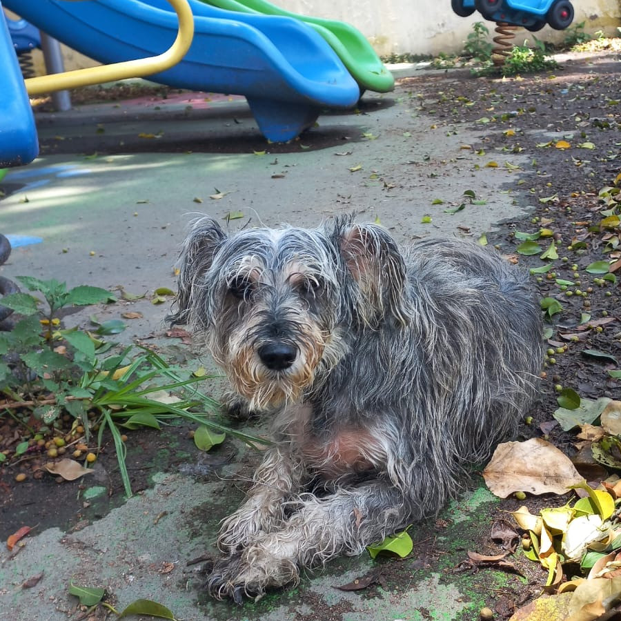 | Raza Schnauzer | Final Feliz