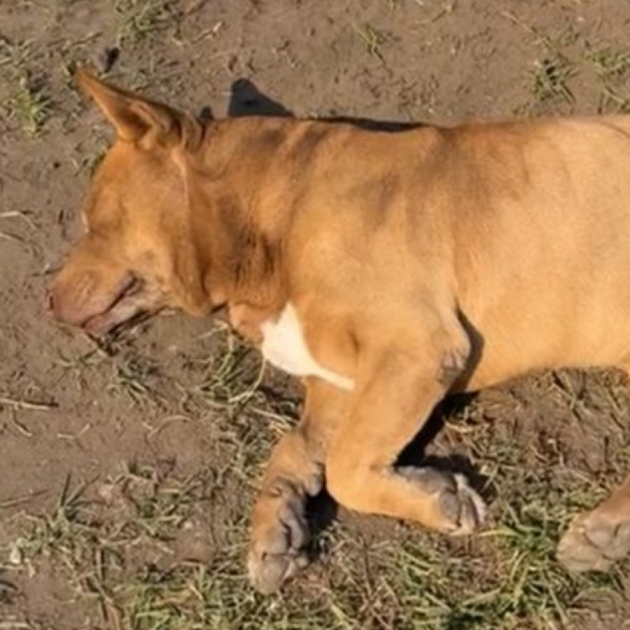 CANELO | Raza Mestizo, cruza de American Pitbull Terrier | Final Feliz
