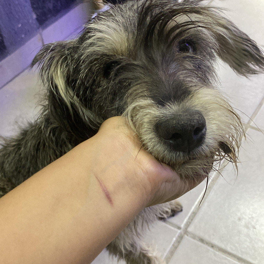  | Raza Mestizo, cruza de Schnauzer | Encontrado