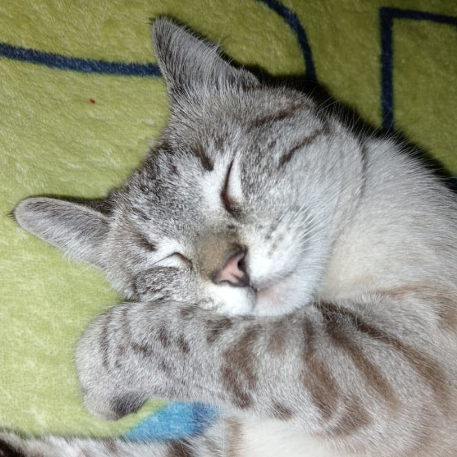 LUNA | Raza Aslan o Siamés moderno, punto tabby | Final Feliz