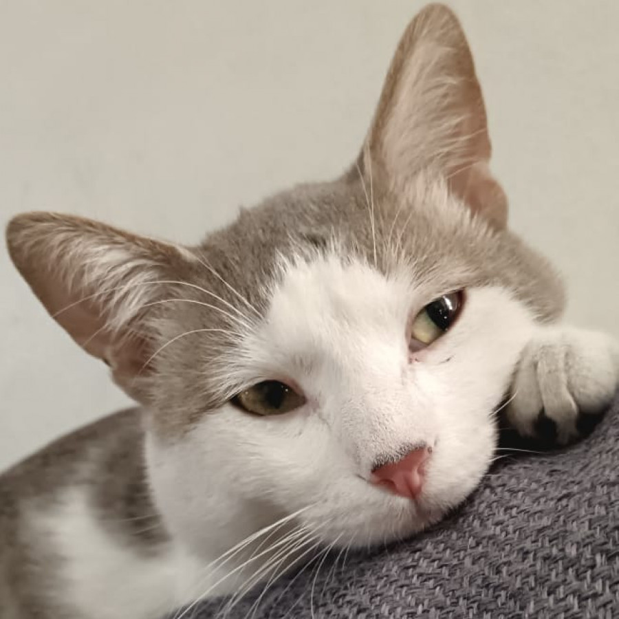 KYRO | Raza Doméstico Américano de Pelo Corto | En Adopción