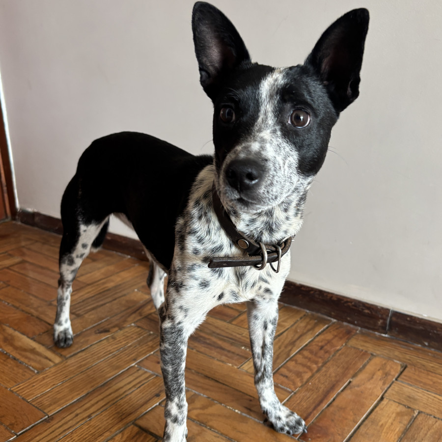  | Raza Mestiza | Encontrada