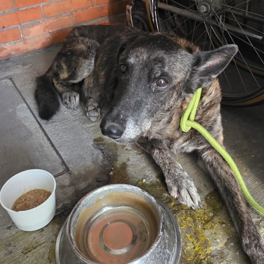  | Raza Pastor Holandés o Dutch Sheperd | Encontrada