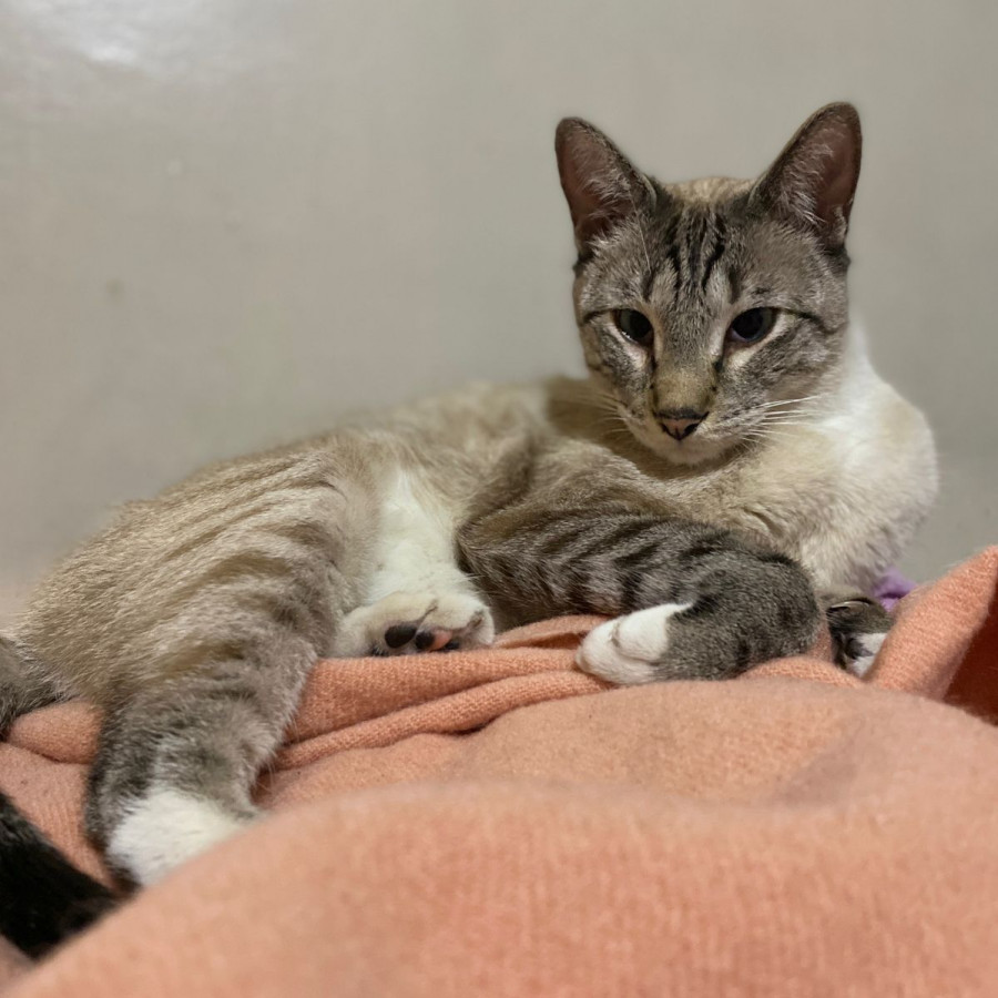 MISCO | Raza Aslan o Siamés moderno, punto tabby | Perdido