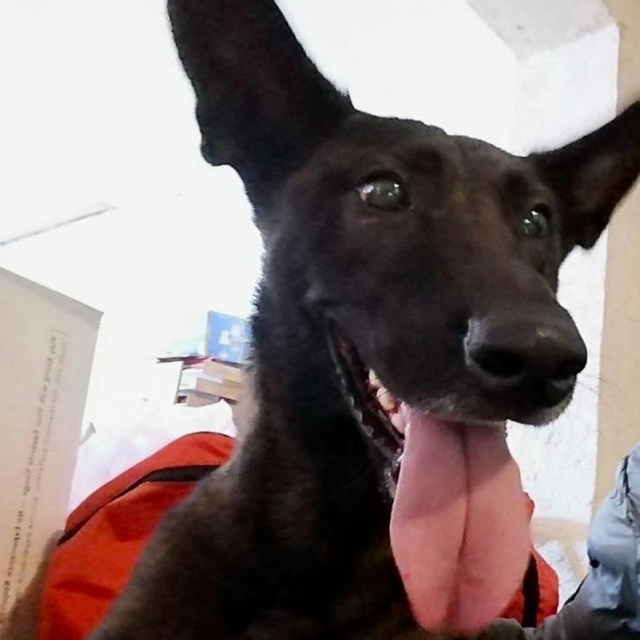 NALAH | Raza Pastor Belga Maliniois | Perdida