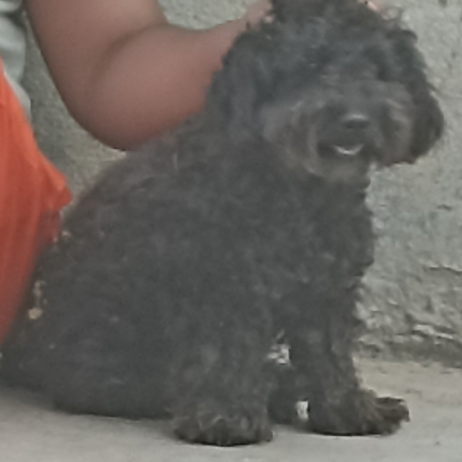 DUKI | Raza Mestizo, cruza de French Poodle | Perdido