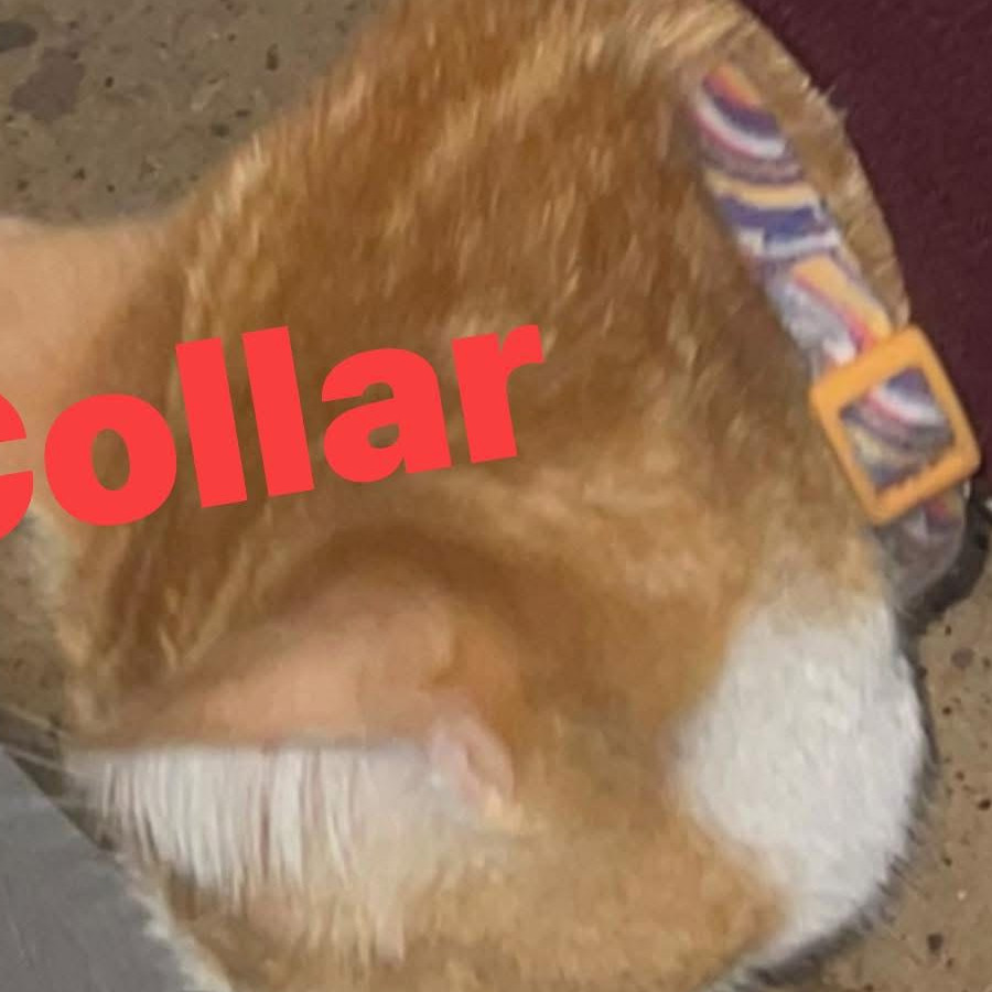 CANELO | Raza Doméstico Américano de Pelo Corto | Perdido