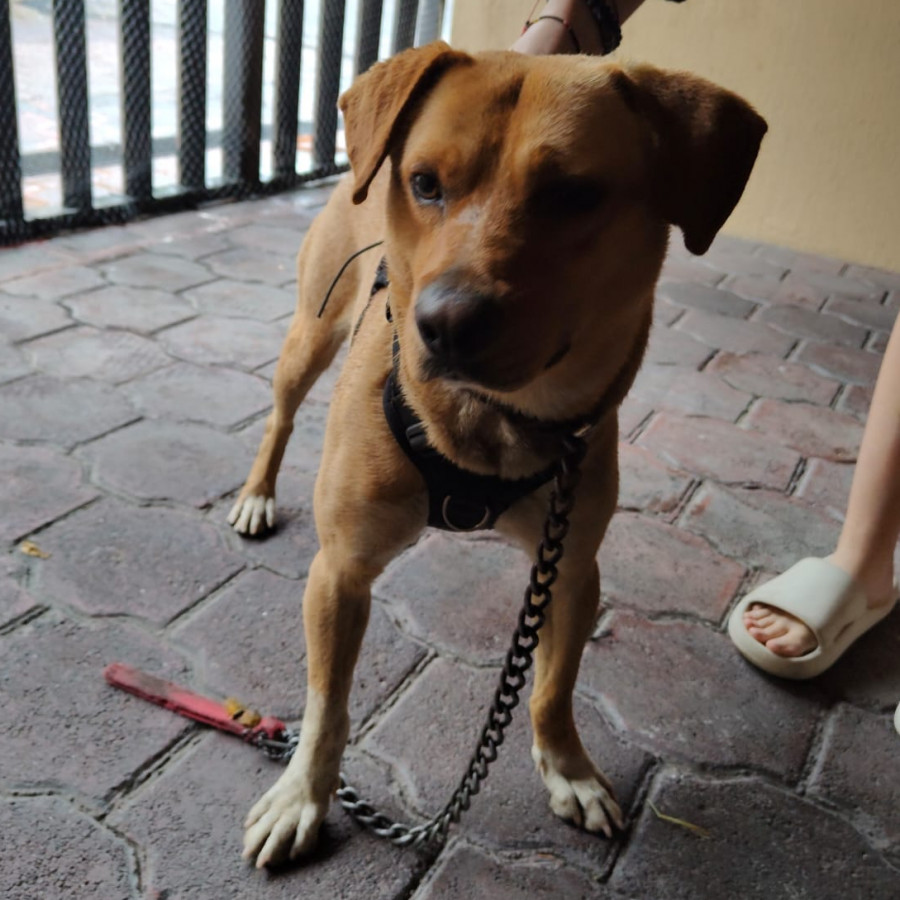  | Raza Mestizo, cruza de Labrador con American Pitbull Terrier | Encontrado