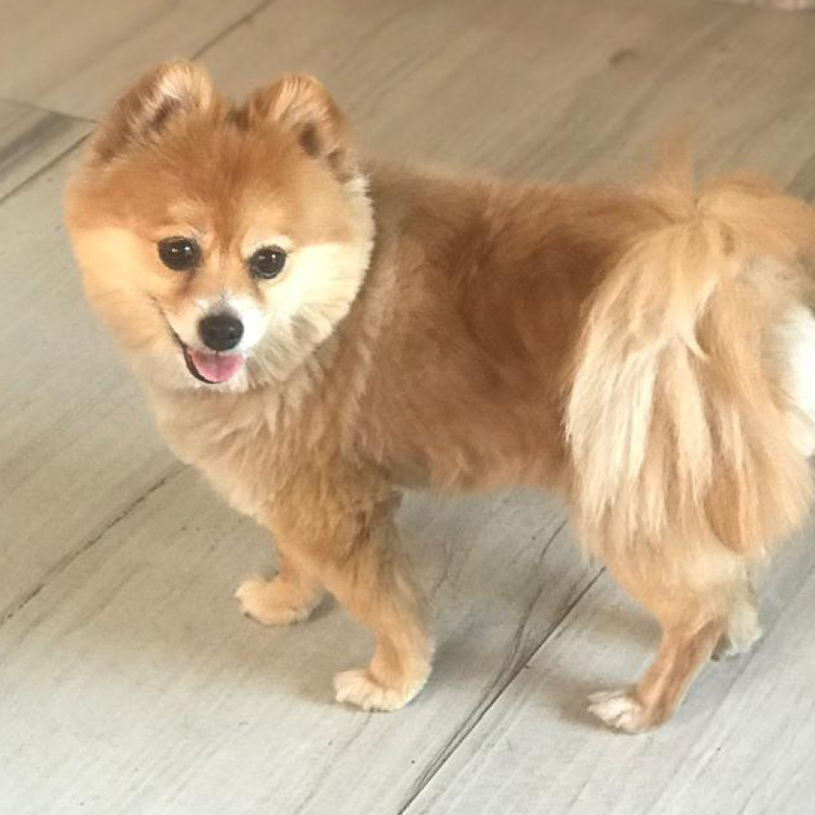 JOSEFINA, PINA O CHEPIS | Raza Pomerania | Perdida