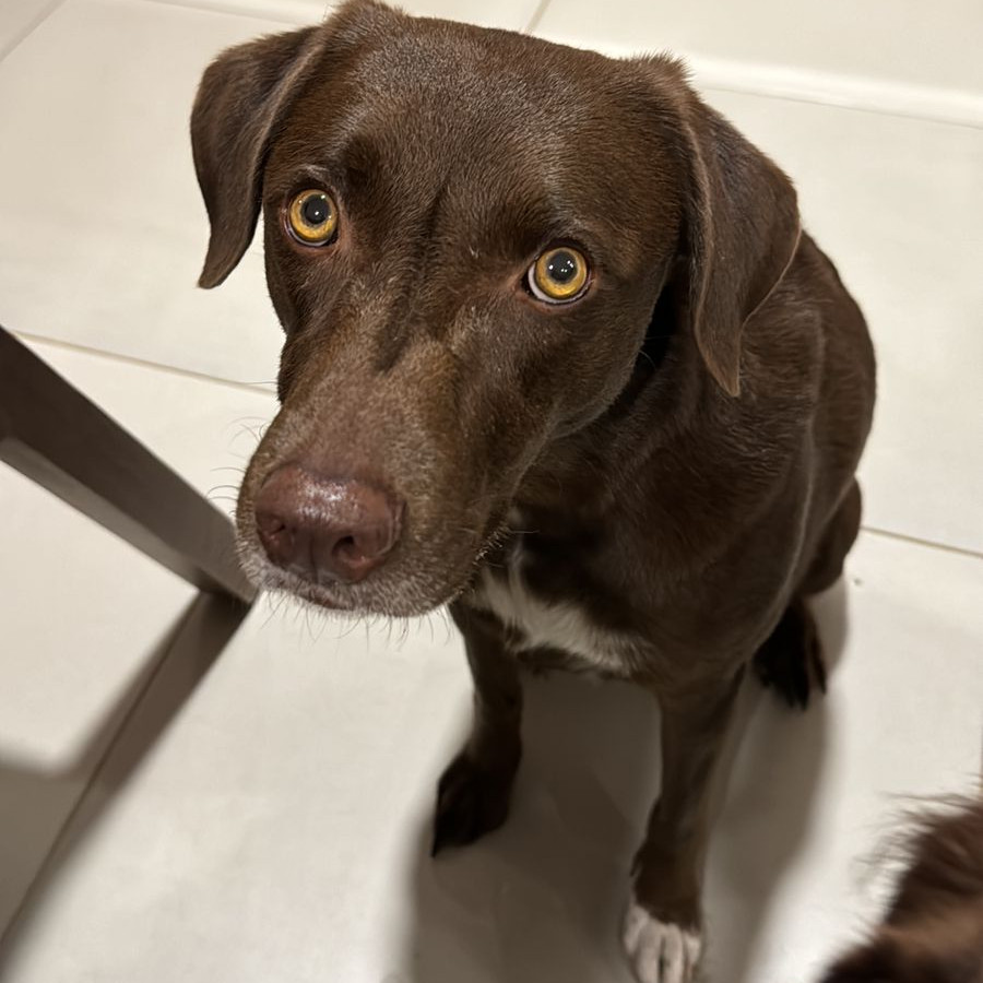 MOKA | Raza Mestiza, cruza de Labrador | Final Feliz