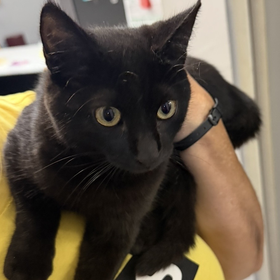 TOTO | Raza Bombay | Perdido