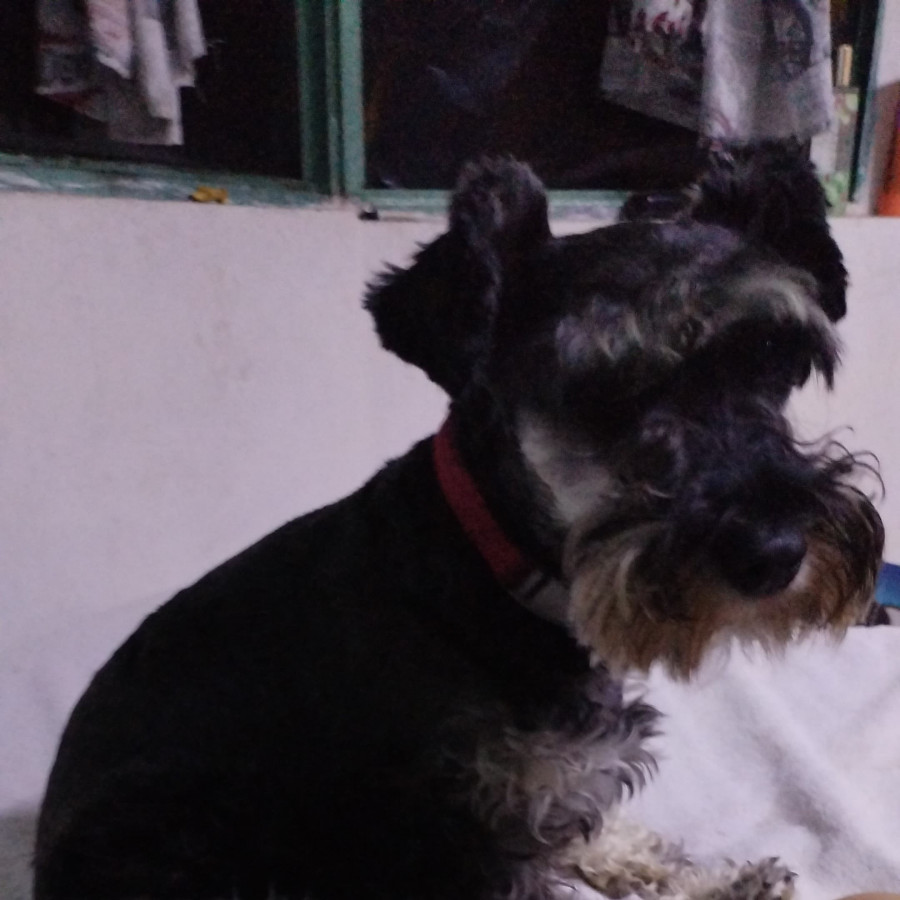 EMI | Raza Schnauzer Miniatura  | Final Feliz