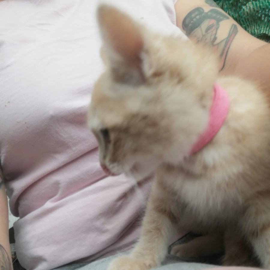 MARIZZA | Raza Doméstico Américano de Pelo Corto | En Adopción