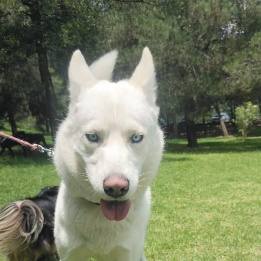  | Raza Husky Siberiano | Encontrado