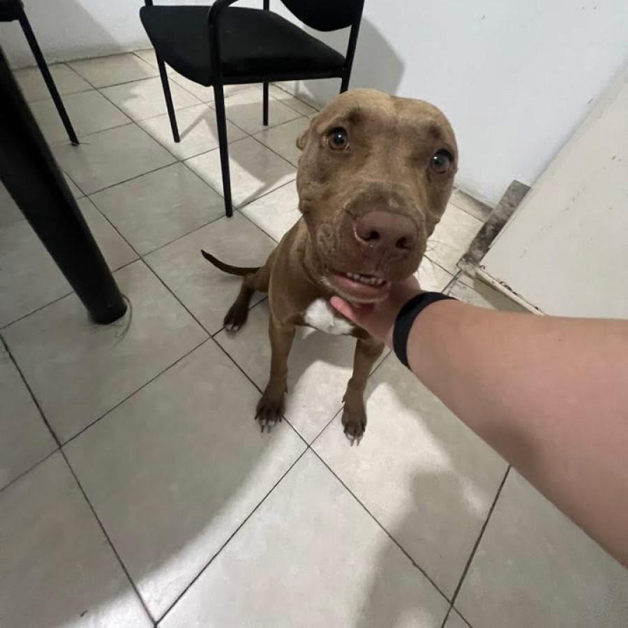 BONNIE | Raza American Pitbull Terrier | Perdida