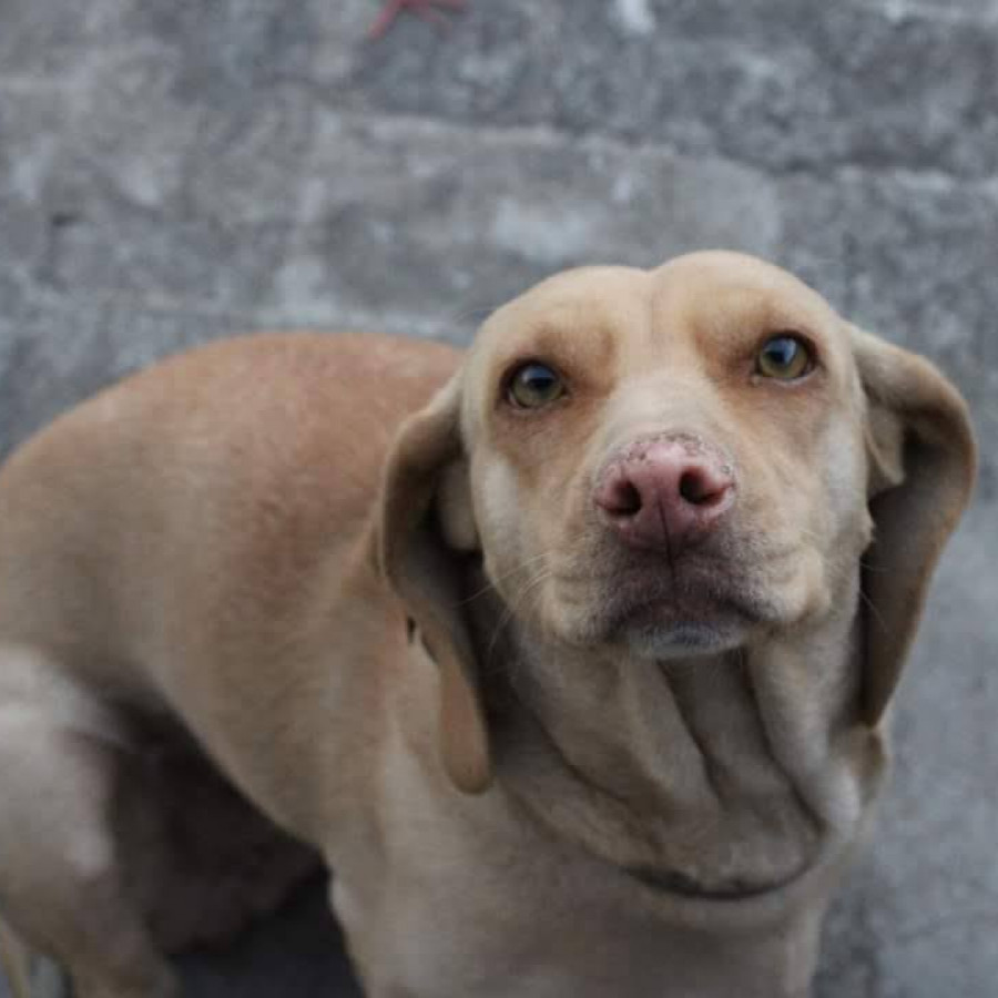 MUSHI | Raza Mestiza, cruza de Labrador con Dachshund o Salchicha | Final Feliz