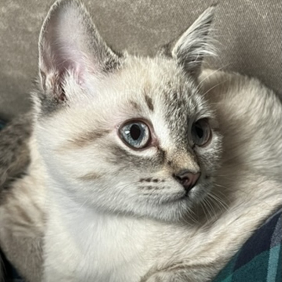 TAHOE | Raza Aslan o Siamés Moderno Punto Tabby | Perdida