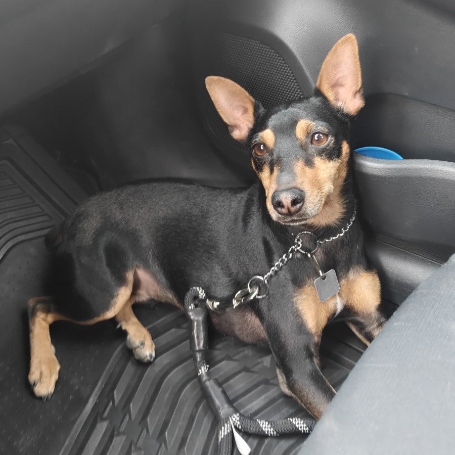 ROCKY | Raza Pinscher Miniatura  | Perdido