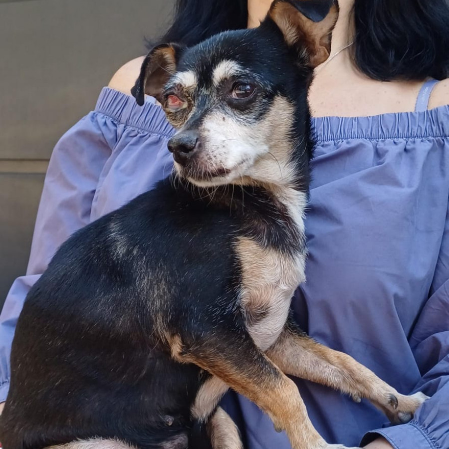  | Raza Chihuahua | Encontrada