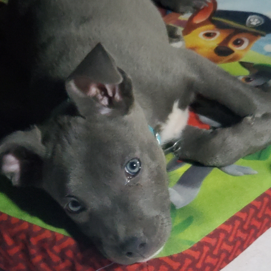 ROCKY | Raza American Pitbull Terrier  (Blue) | Final Feliz