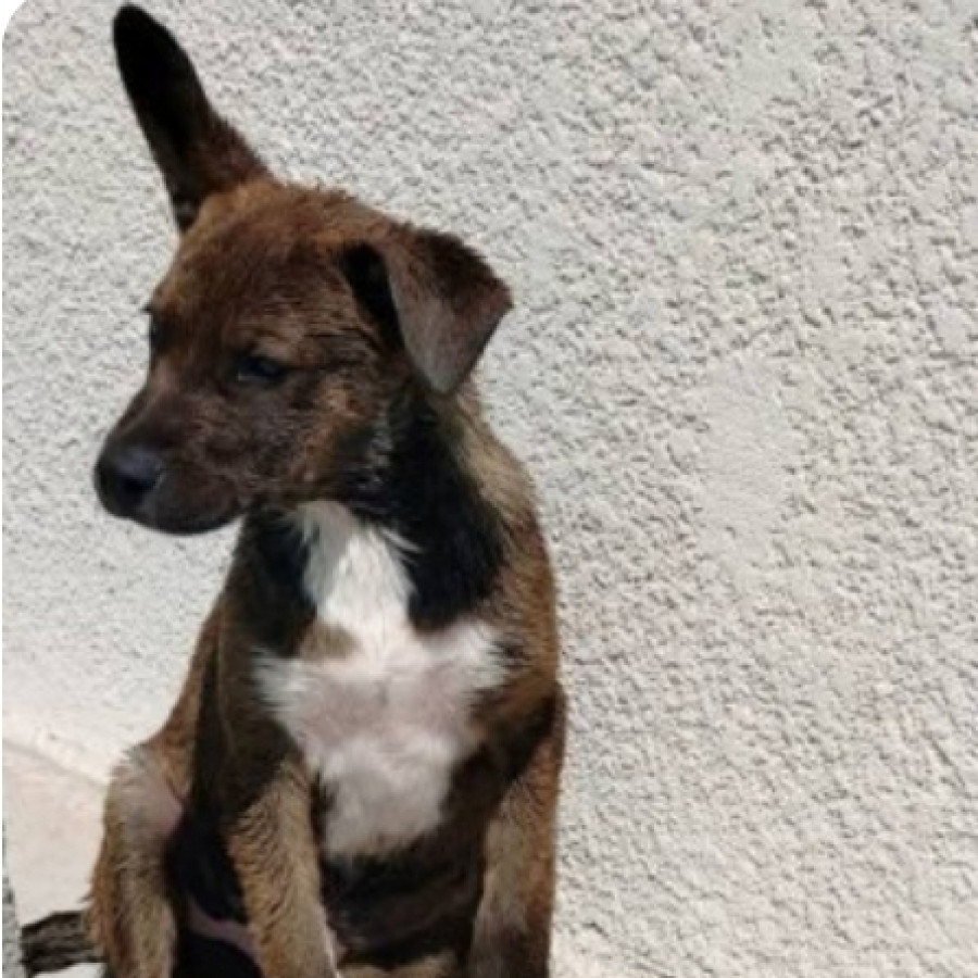 CHATO | Raza Mestizo | Perdido