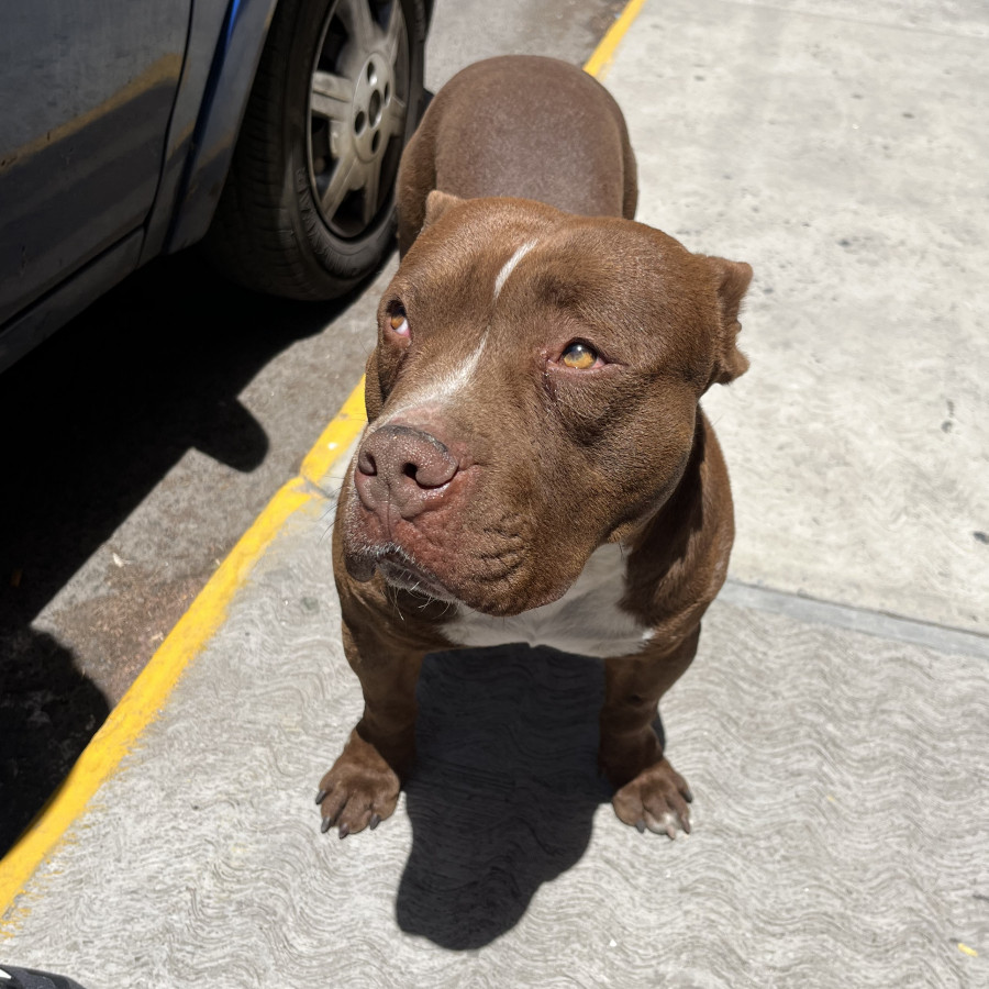  | Raza American Pitbull Terrier | Encontrado