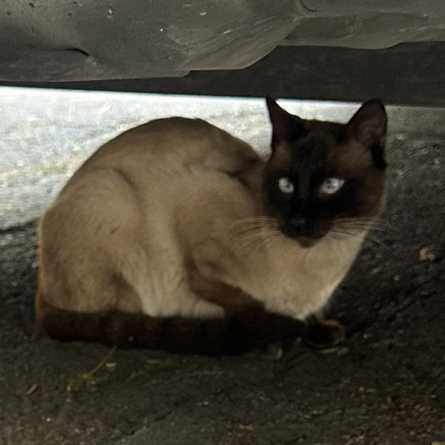  | Raza Siamés Punto Foca | Encontrado