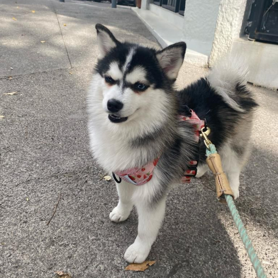 LULÚ | Raza Pomsky | Perdida