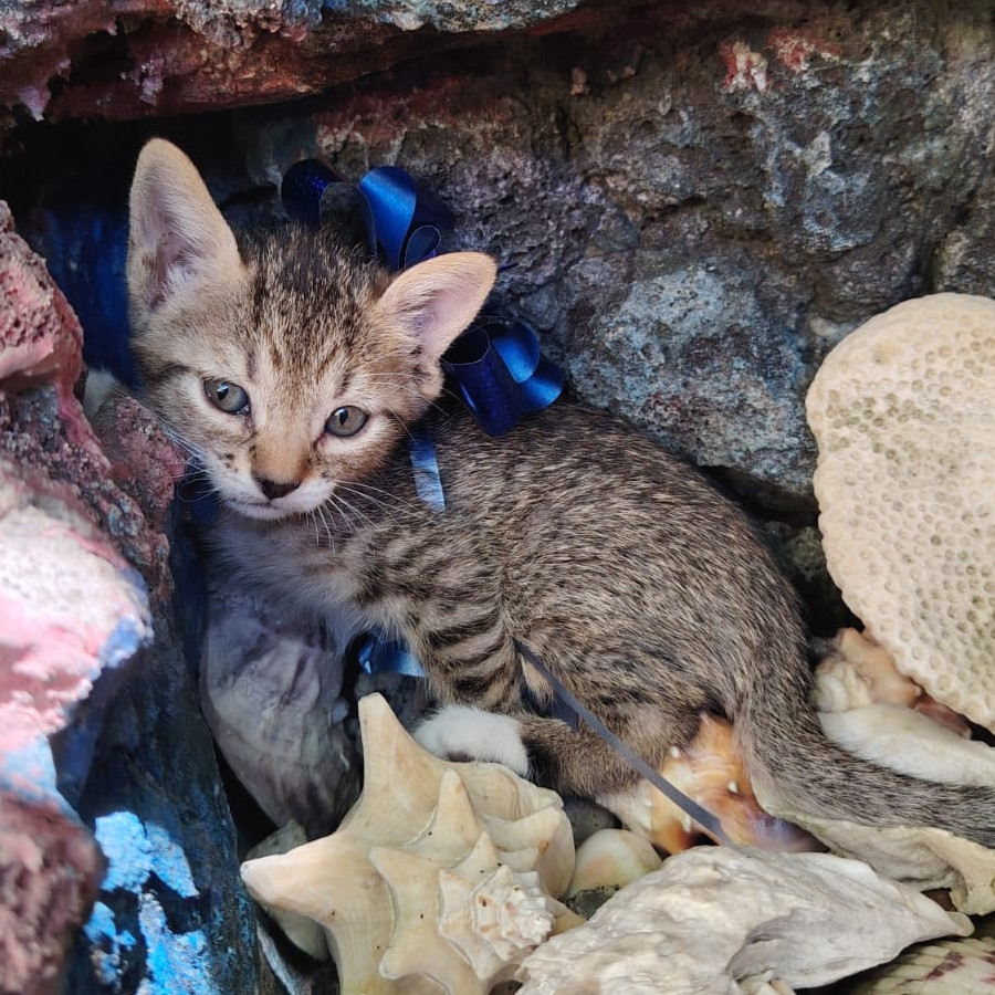 HERMOSO GATITO | Raza Doméstico Américano de Pelo Corto | En Adopción
