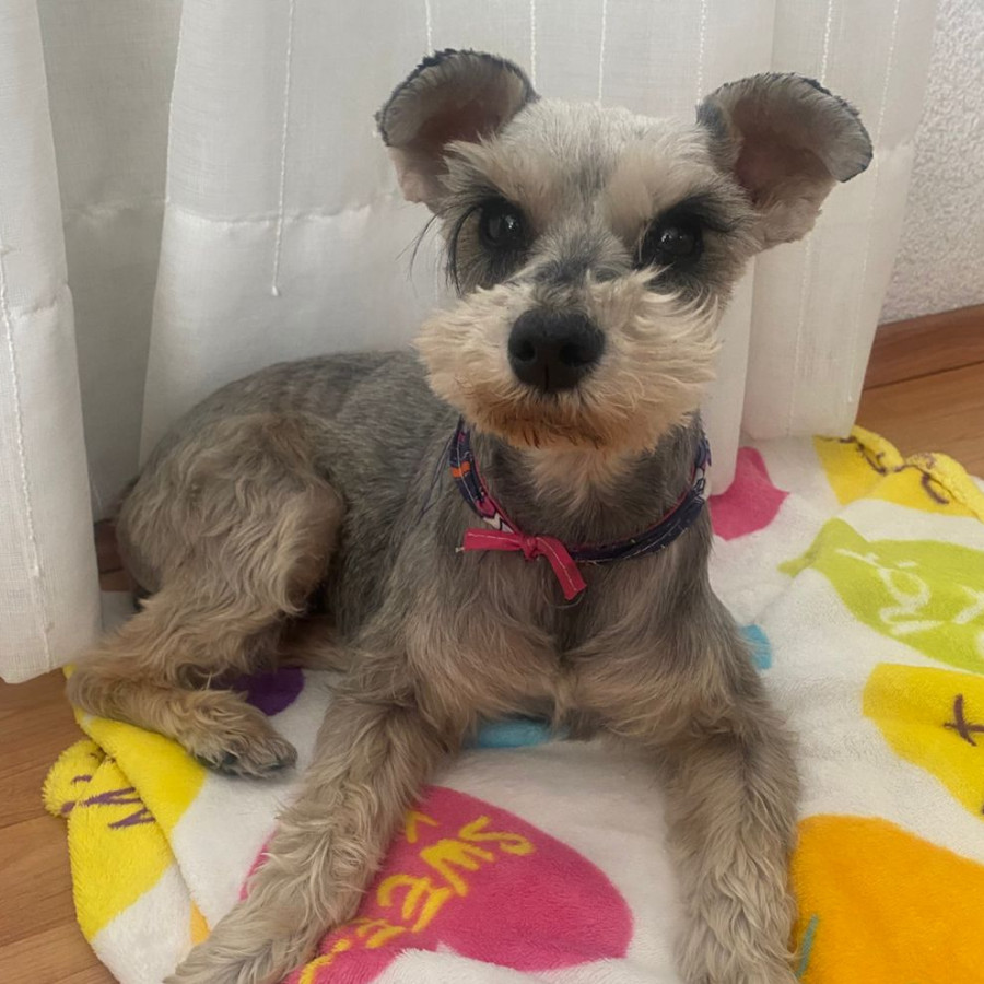  | Raza Schnauzer Miniatura  | Final Feliz