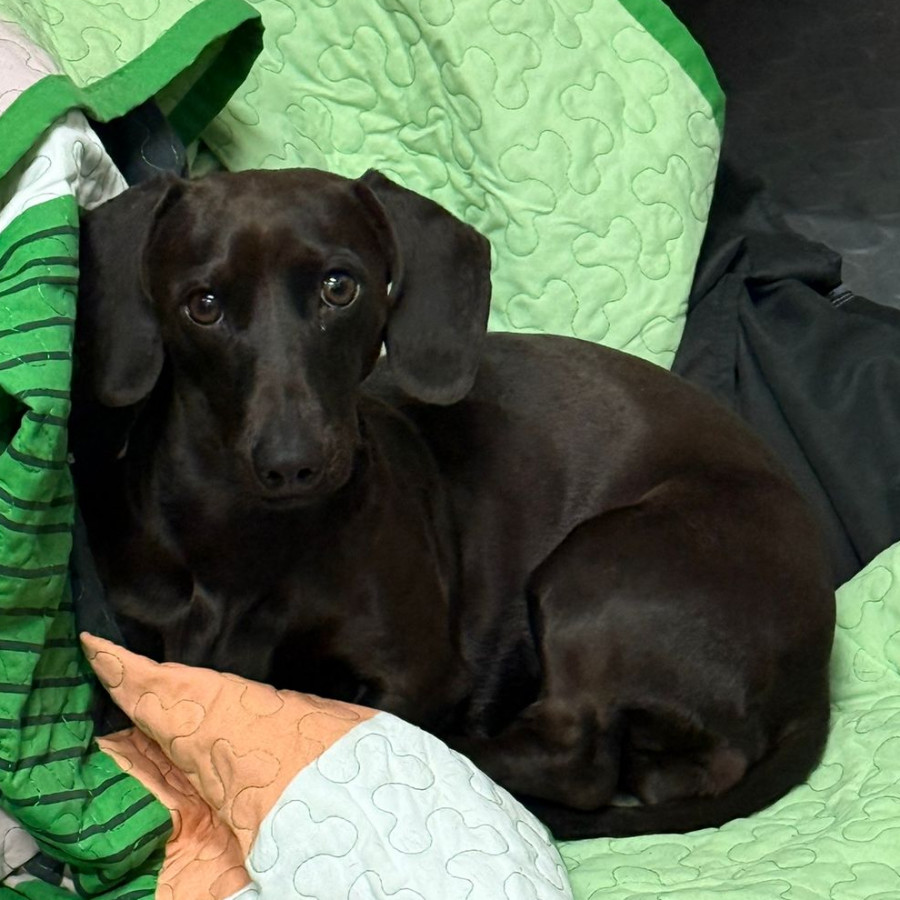LORENZA | Raza Dachshund o Salchicha  | Perdida