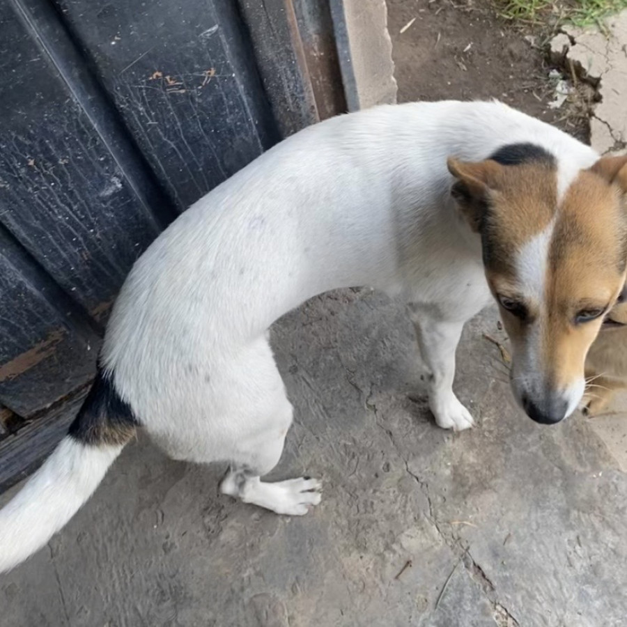 AKIRA | Raza Mestiza | Perdida