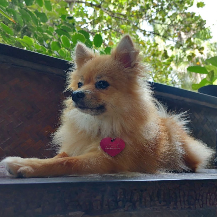 POMPOM | Raza Pomerania | Final Feliz