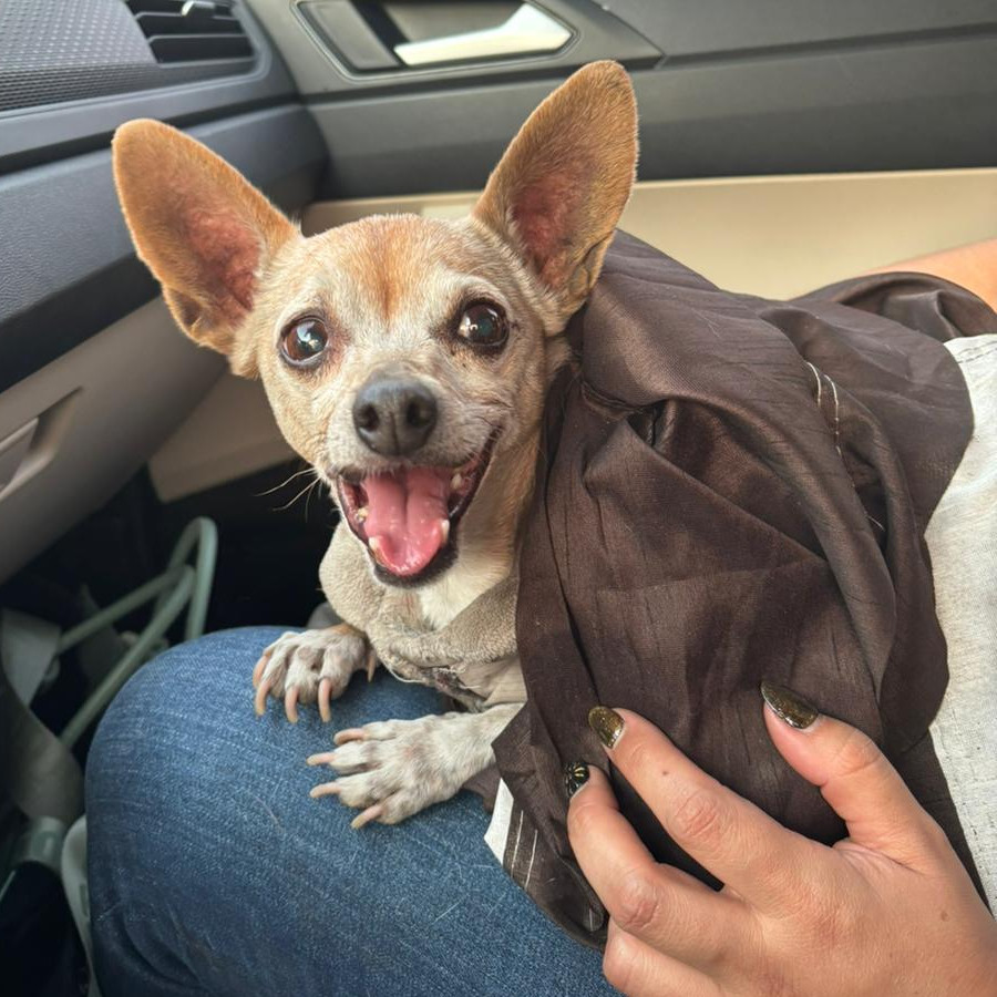  | Raza Chihuahua | Encontrada