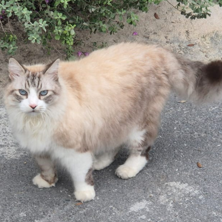 TRAVIESO | Raza Balinés Punto Tabby | Perdido