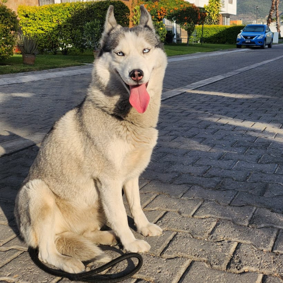 BRUJA | Raza Husky Siberiano | Perdida