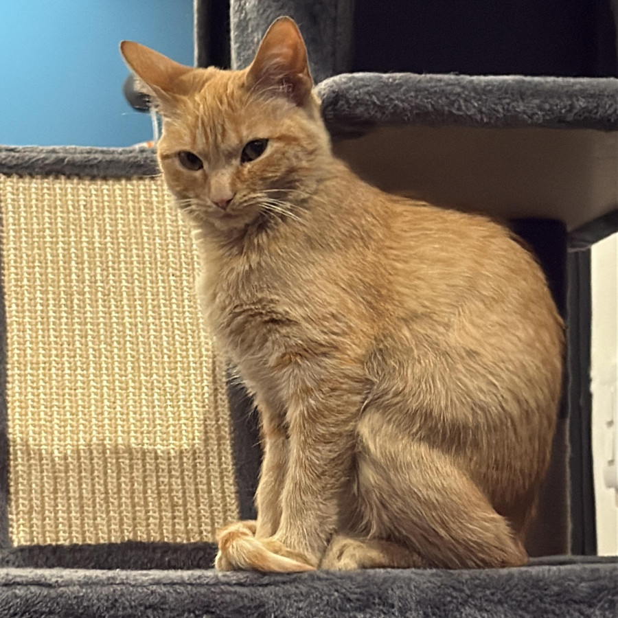 MINI | Raza Doméstico Américano de Pelo Corto | Perdida