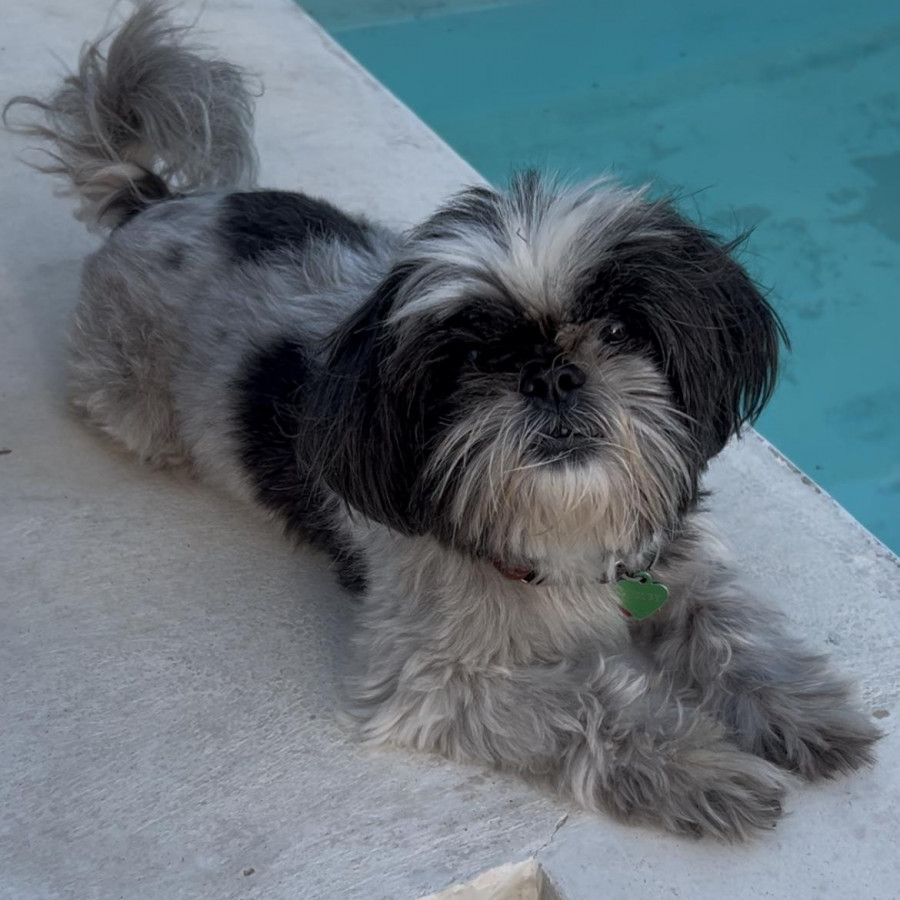 SHELBY | Raza Shih Tzu  | Perdida