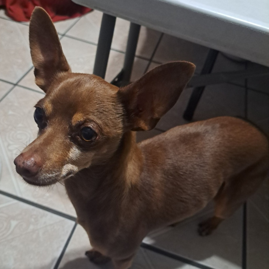 ROCKO | Raza Chihuahua | Perdido