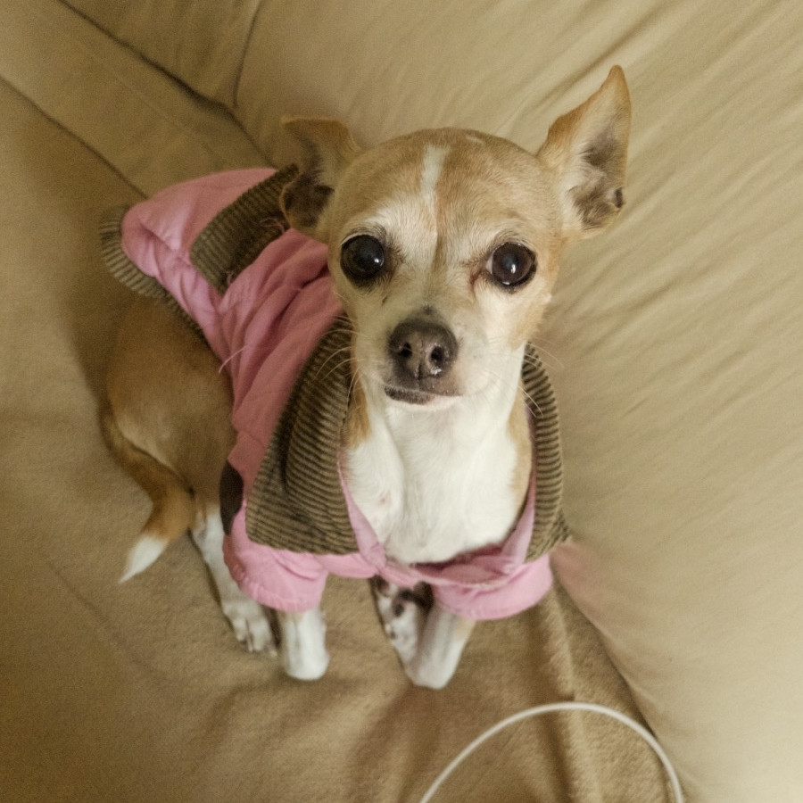 GALA | Raza Chihuahua | Perdida