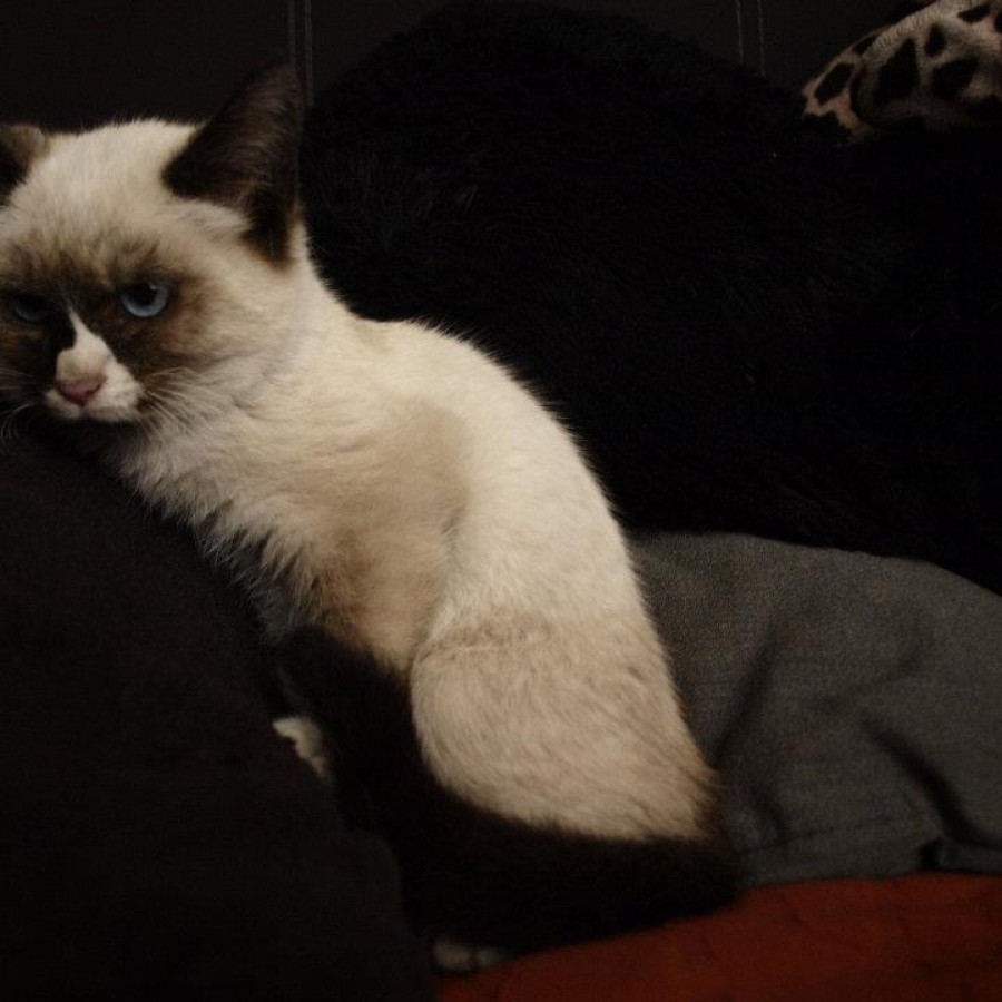 MÍA | Raza Snowshoes | Perdida